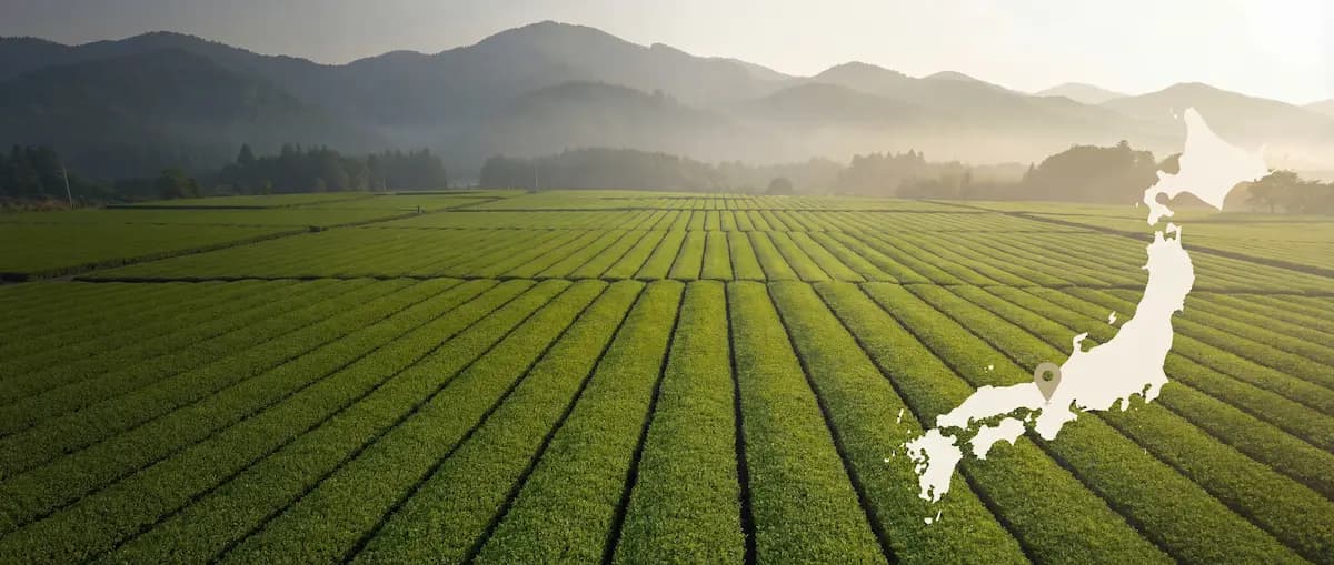 Matcha Origin Banner - Uji Japan