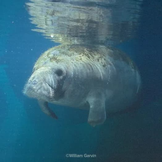 Ariel - Unser adoptiertes Manatee