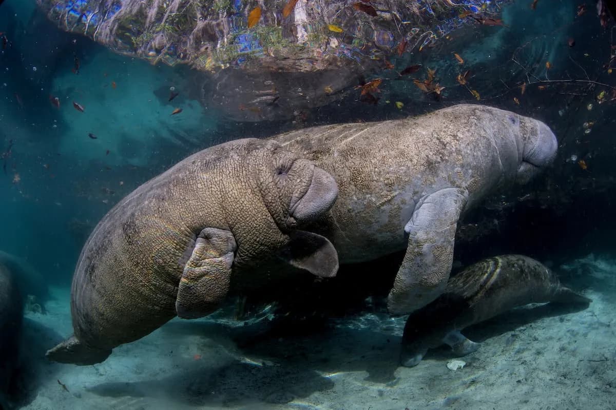 Zwei Manatees schwimmen friedlich