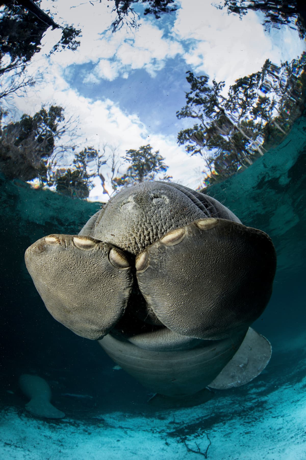 Annie das Manatee